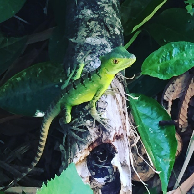 Bright green tree frog.