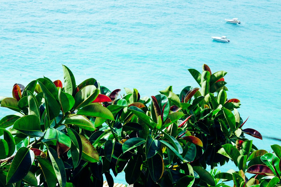 greenplantspositanoocean